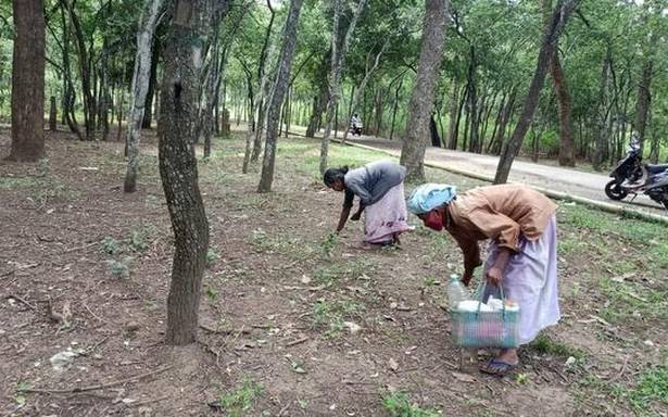 మరయూర్ గంధం విత్తనాలు చాలా మంది టేకర్లను కనుగొంటాయి