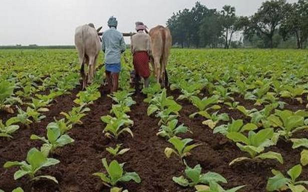 పొగాకు సాగుదారులకు మిశ్రమ అదృష్టం