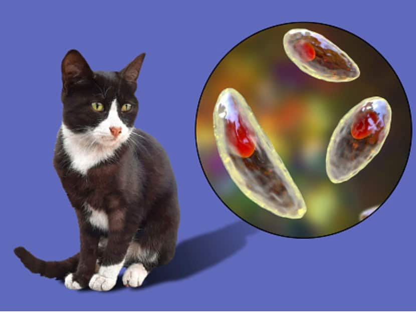 Cat Parasite Hijacks The Identity Of Immune Cells To Spread In The Body Of Humans, Study Finds