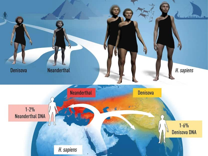 Nobel Prize 2022: Relationship Between Humans And Extinct Relatives – Discoveries That Won Swedish Geneticist Physiology Nobel