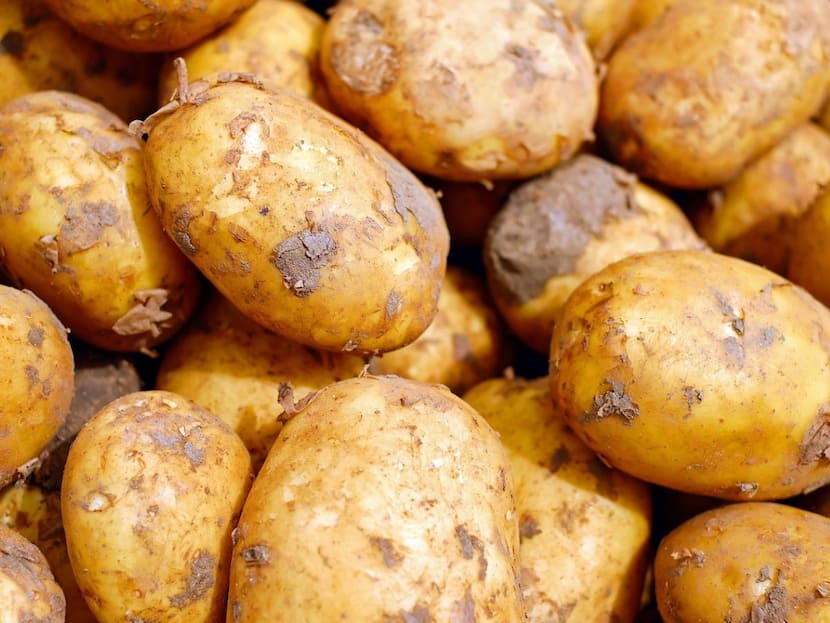 Researchers Discover New Antifungal Antibiotic Solanimycin Produced By Pathogenic Potato Bacterium Dickeyasolani