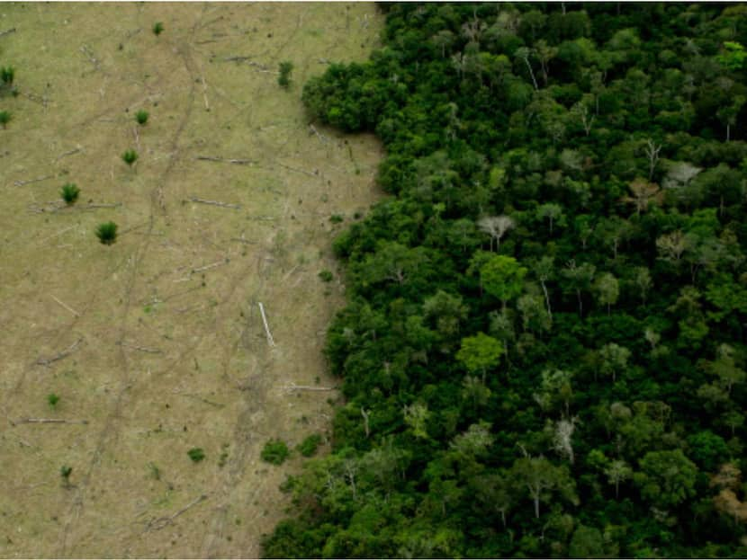 COP27 More Than 25 Countries Launch Group To Ensure They Keep Their Promise To End Deforestation By 2030