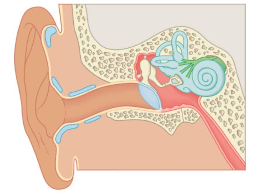 In A First, Researchers Confirm Safe Surgical Access To Human Cochlea, Study Says It Will Help Treat Deafness