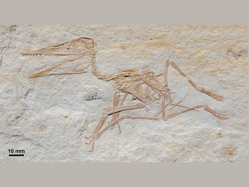 Oldest Fossil Of Iconic Flying Reptile Pterodactylus Identified In Germany