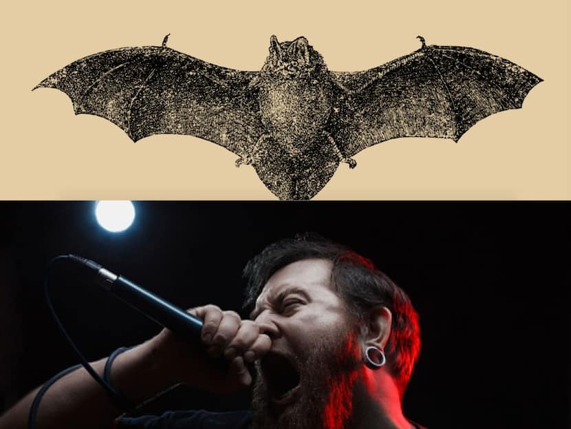 Bats Create Sounds Like Death Metal Singers Study Says Their Octave Range Exceeds That Of Mariah Carey When And How Do They Create These Sounds