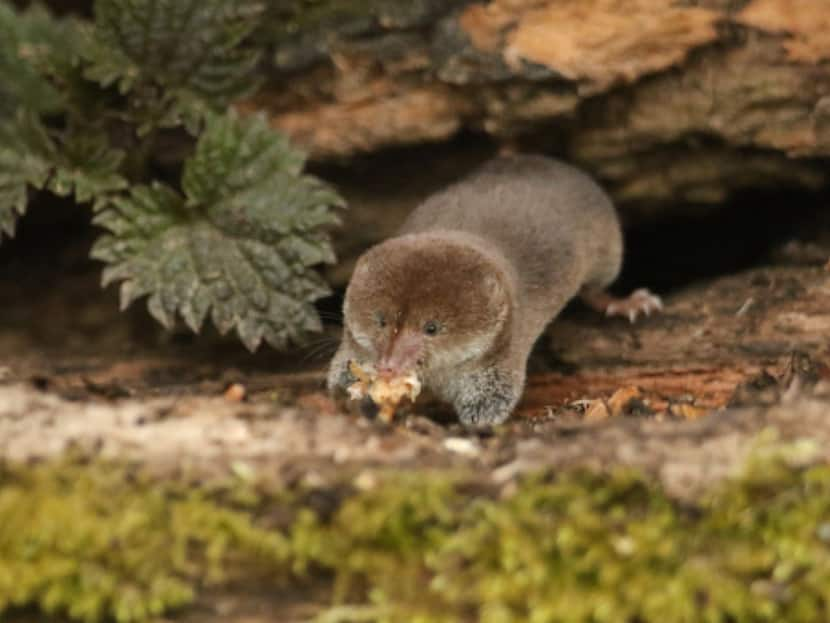 Common Shrews Etruscan Shrews Some Animals Shrink Their Own Brains In Winter And Later Regrow Them. Here's Why