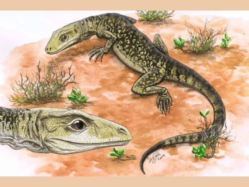 Modern Lizards Came 35 Million Years Earlier Than Believed: Study On Museum Fossil