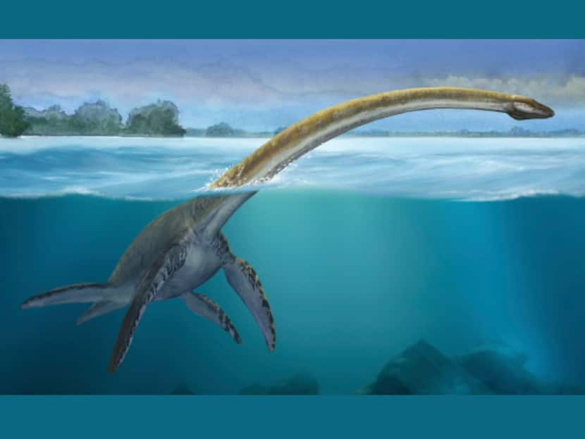 Queensland Fossil Hunters Discover Remains Of 100-Million-Year-Old Plesiosaur In Australia: Report