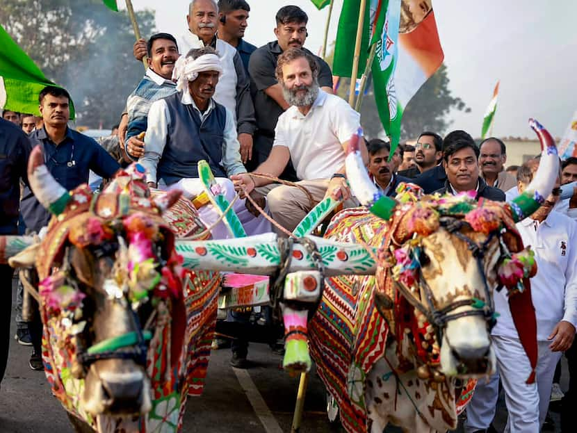 Rahul Gandhi Joins Farmers On Bullock Cart Ride In Rajasthan's Bundi