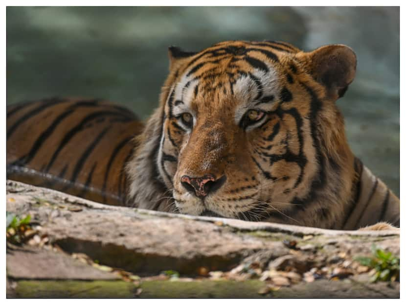 Royal Bengal Tiger Spotted In Odisha's Debrigarh Wildlife Sanctuary After Four Years