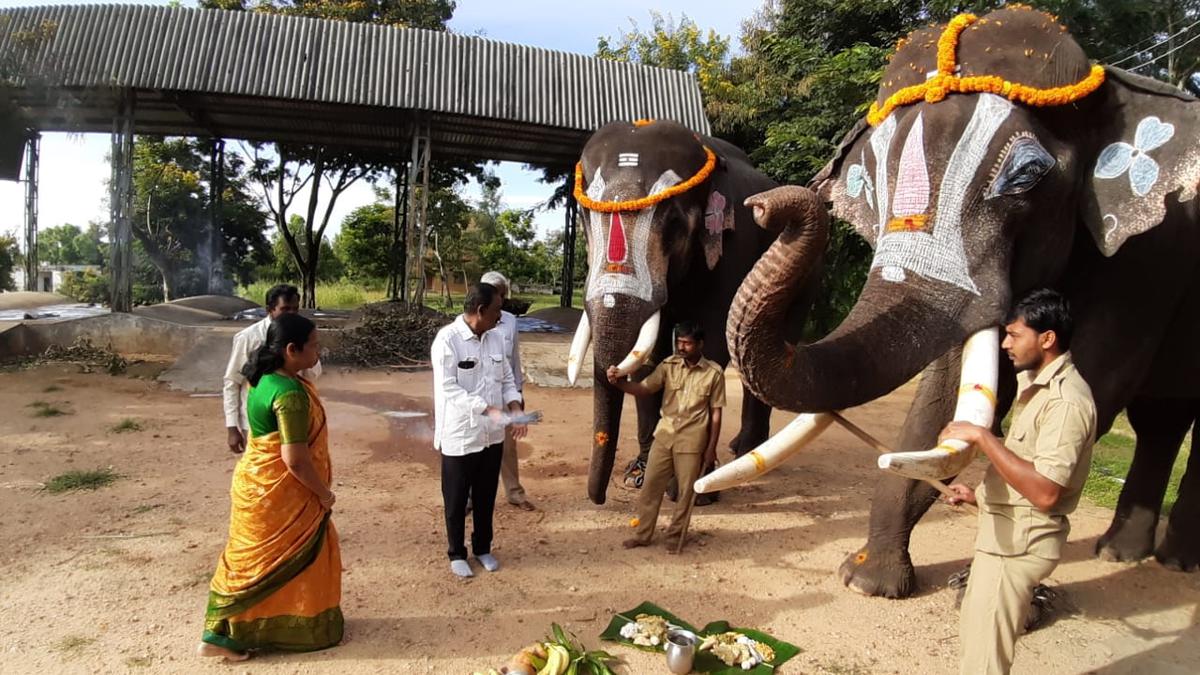 ఆంధ్రప్రదేశ్: చిత్తూరులో శిక్షణ పొందిన ఏనుగులకు కనుమ గౌరవం దక్కుతుంది