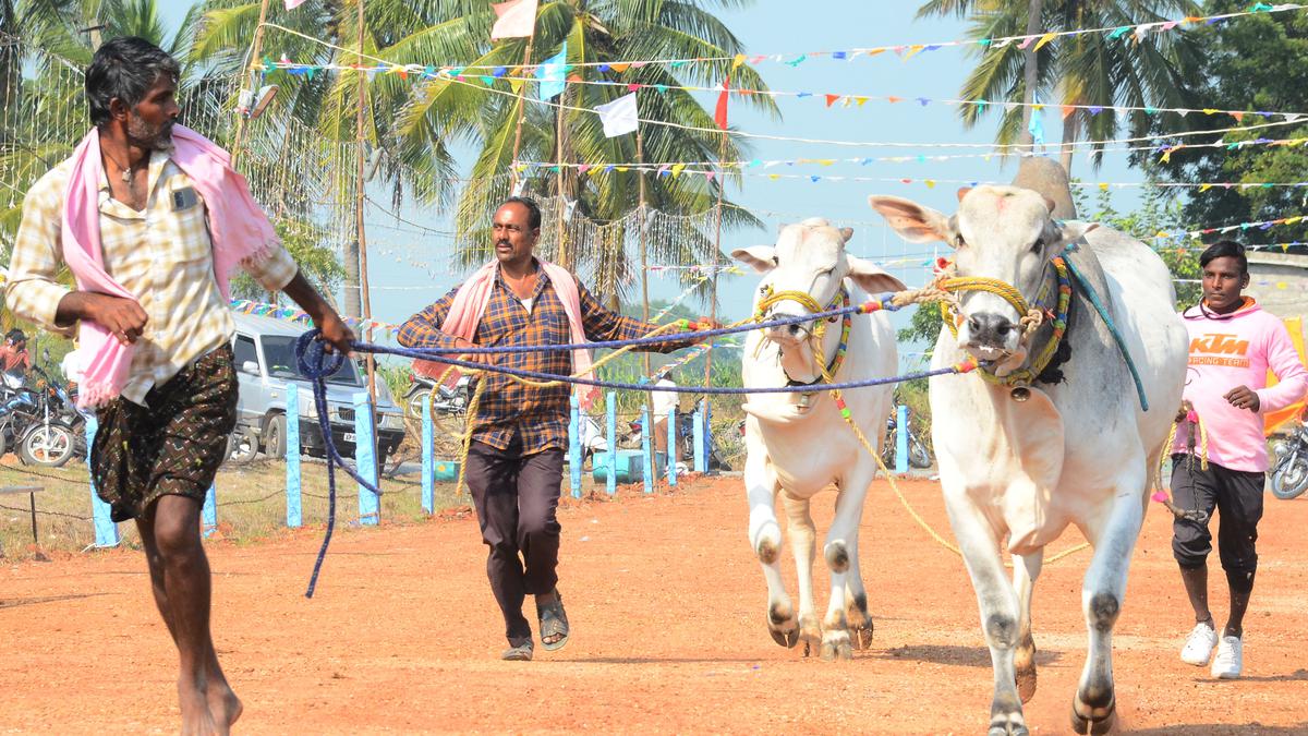 దక్షిణ కోస్తా ఆంధ్ర ప్రదేశ్‌లో సంక్రాంతి సంబరాలు ఘనంగా ప్రారంభమయ్యాయి