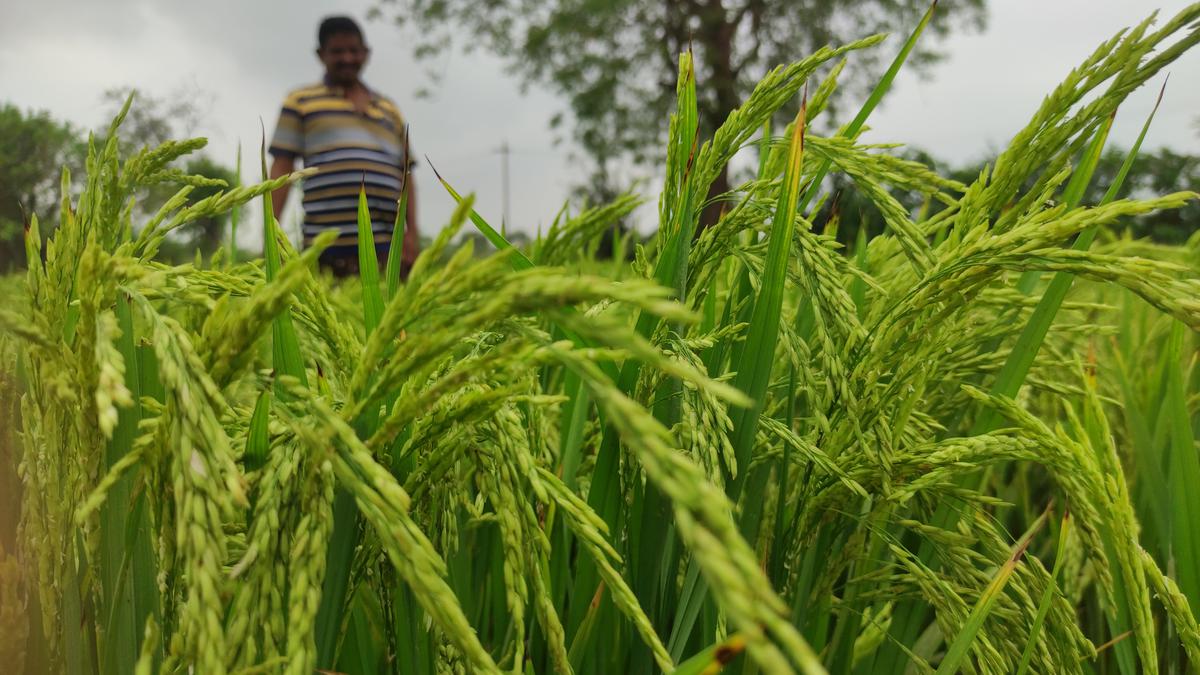 తెలంగాణలో రికార్డు స్థాయిలో 69 లక్షల ఎకరాల్లో రబీ సాగు జరిగింది