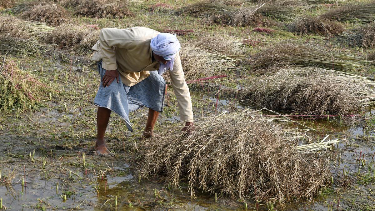 అకాల వర్షాలు, వడగళ్ల వాన రబీ పంటలపై పెద్దగా ప్రభావం చూపలేదు: తోమర్