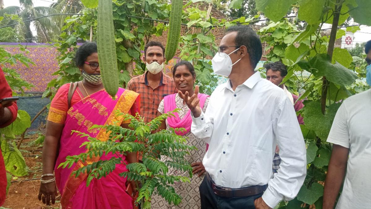 ఆంధ్రప్రదేశ్‌లోని శ్రీకాకుళం జిల్లాలో ఎస్సీ రైతులు సహజ వ్యవసాయంపై దృష్టి సారిస్తున్నారు