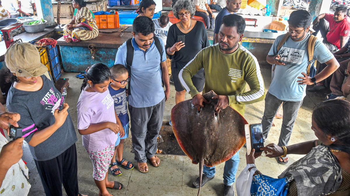 విశాఖపట్నం ఫిషింగ్ హార్బర్‌లో ఇది రొయ్యల సీజన్