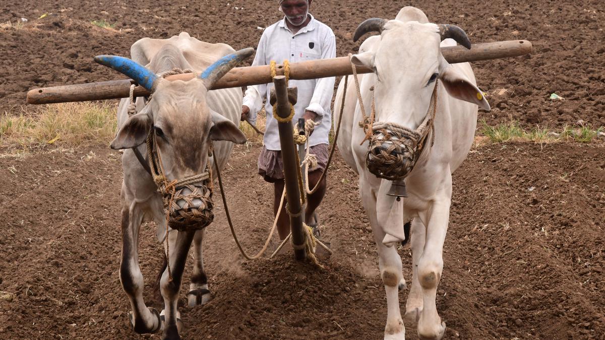 ఆలస్యమైన వర్షాల వల్ల ఖరీఫ్ నాట్లు దాదాపు 30% మేర ప్రభావం